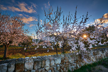 Sunrise in Mallorcan countryside with rising sun and almond trees.