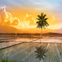 single palm tree in a paddy field