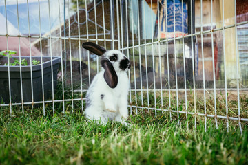 Cute little bunny in an outdoor compound, green grass