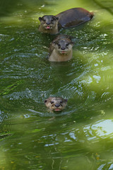 The sunny day. Three curious otters swimming in the tropical river