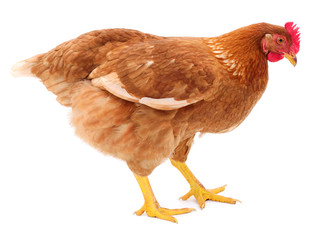 Brown hen isolated.
