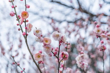 Spring plum blossoms are in full bloom