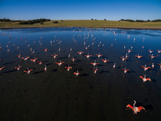 Naklejka premium Flamingos in Patagonia, Aerial view,Argentina