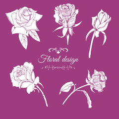 Set of elements  of blossoming white rose flowers. Hand drawn   sketch  on pink  background.