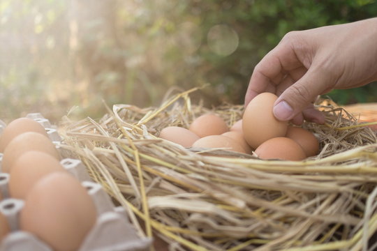 Farmer holding a brown egg and brown eggs in a nest on wooden in chicken farm, image with copy space.