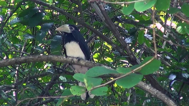 A Young Oriental Pied Hornbill (Anthracoceros albirostris) waits patiently for its parents to arrive with food. Order: Bucerotiformes, Family: Bucerotidae, Genus: Anthracoceros, pecies: A. albirostris