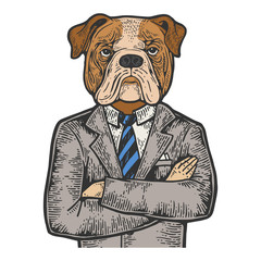 Obraz premium Bulldog head businessman color sketch engraving vector illustration. Scratch board style imitation. Black and white hand drawn image.