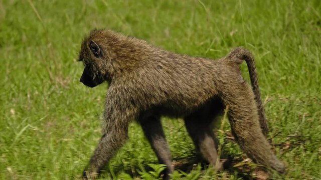 Common baboon in natural habitat, Kenya