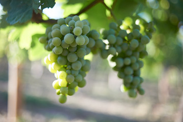 Beautiful landscapes of French vine yards in summer sunshine with grapes and old churches