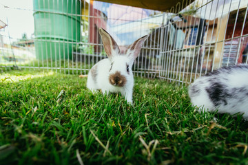Obraz premium Cute little bunny in an outdoor compound, green grass