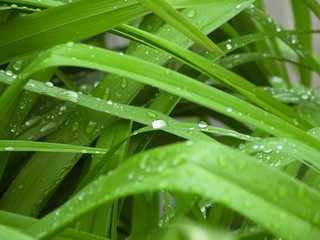 drops of dew on green grass, macrodrops of dew on green grass, macrodrops of dew on green grass, macro