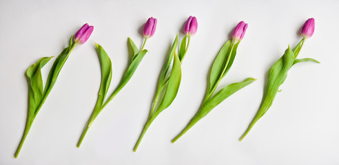 Obraz premium Fresh tulip buds pink purple purple color on white isolated background. floral arrangement, bouquet as a gift for Valentine's holiday, March 8th birthday, baby shower