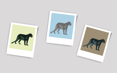 Illustration Polaroid Photo of Panthers © anastasia_horovits