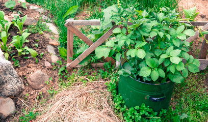 Growing green potatoes in a pot, original planting