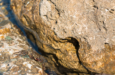 A sly crab with a cunning smile on a big stone under bright sun