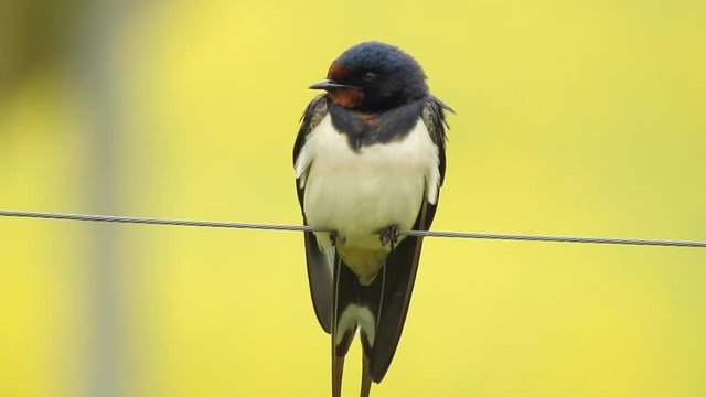 Rauchschwalbe&nbsp;(Hirundo rustica)