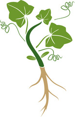 Seedling of pumpkin plant with green leaves and root system