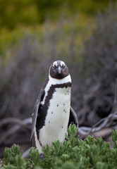 African penguin ,Spheniscus demersus, on Boulders Beach near Cape Town South Africa looking with interest
