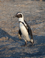 African penguin, Spheniscus demersus, on Boulders Beach near Cape Town South Africa relaxing in the sunset on stone