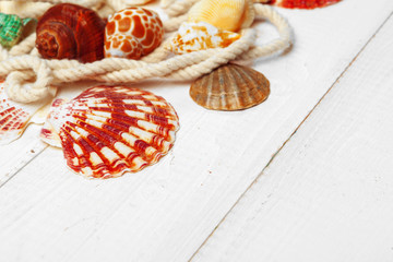 seashells on wooden background.