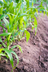 Young green leaves of corn in the field, close up. Agricultural background