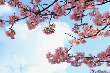 南伊豆　みなみの桜と菜の花祭り