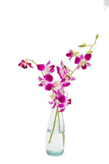 デンファレ　Orchid of fellow 