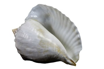 Old seashell isolated on a white background closeup