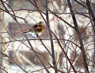 on the mountain ash thrush
