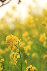 南伊豆　みなみの桜と菜の花祭り