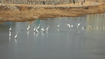 겨울냇가에 백로