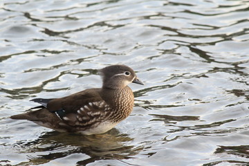 南伊豆　青野川のオシドリ
