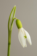 Snowdrop flower, Galanthus nivalis
