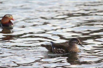 南伊豆　青野川のオシドリ