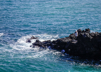 Fototapeta premium Beautiful sea and cliff in Jeju Island