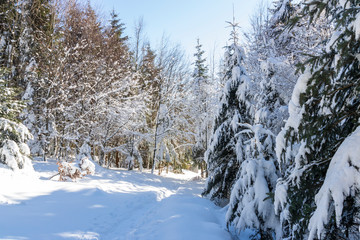 Trees covered by snow around forest walkway in winter time