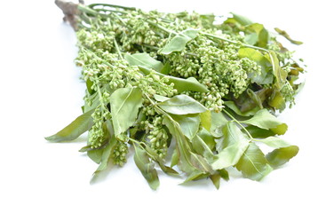Siamese neem tree Indian vegetable on white background