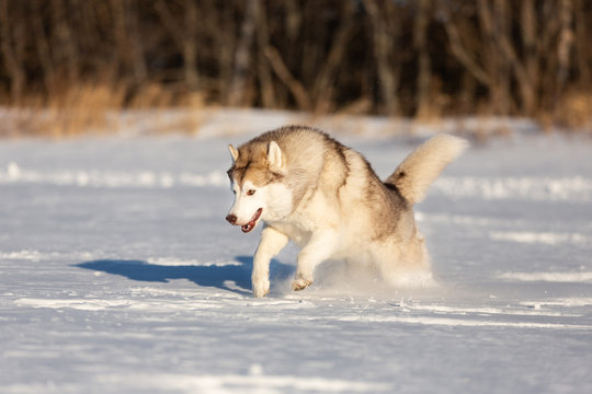 Crazy, happy and funny dog breed siberian husky with tonque out jumping and running on the snow in the winter field.
