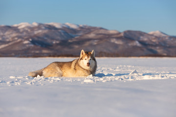 Gorgeous and free siberian husky dog lying in the snow field in winter at sunset