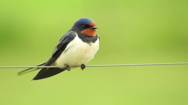 Rauchschwalbe&nbsp;(Hirundo rustica)