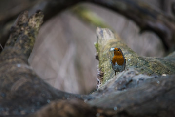 Robin resting oon the tree