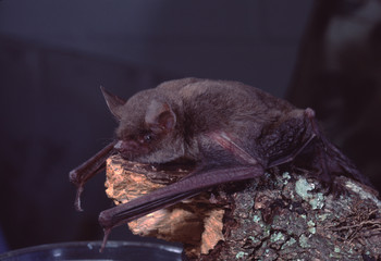 Little Brown Bat (Myotis Lucifugus)