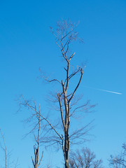 detail of trees against a blue sky