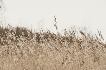 Tall grass in the wind