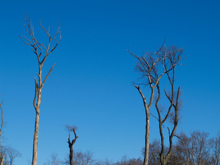detail of trees against a blue sky