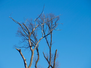 detail of trees against a blue sky