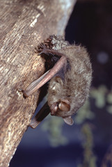 Little Brown Bat (Myotis Lucifugus)