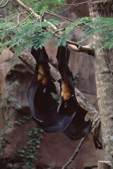 Large Flying Fox Bat (Pteropus Vampyrus)