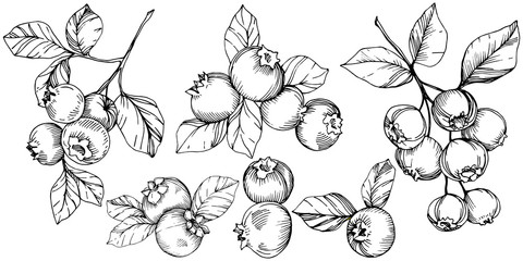 Vector Blueberry black and white engraved ink art. Berries and leaves. Isolated blueberry illustration element.