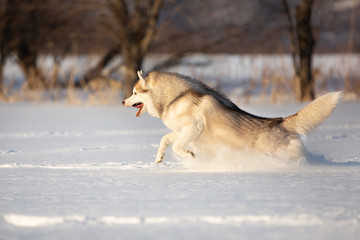 Crazy, happy and funny beige and white dog breed siberian husky running on the snow in the field at sunset